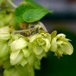 Humulus lupulus Virág