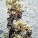 Cylindropuntia bigelovii چھال