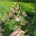 Scrophularia marilandica Fruit