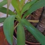 Yucca elephantipes Leaf