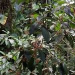 Stylogyne turbacensis Hoja