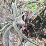 Tillandsia flexuosa Leaf