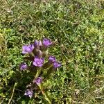 Gentianella campestrisFlower