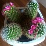 Mammillaria backebergiana 葉