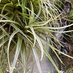 Tillandsia stricta Листок