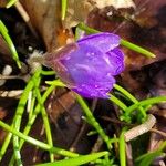 Hepatica nobilis Flower