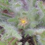 Centaurea benedicta ফুল