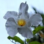 Mandevilla boliviensis Leaf