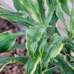 Dracaena fragrans Folha