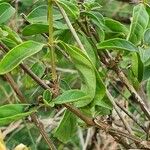 Barleria eranthemoides Frunză