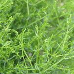 Felicia filifolia Hoja