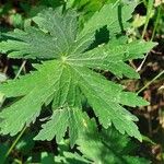 Geranium phaeum Leaf