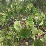 Ficus abutilifolia Habit