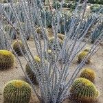 Fouquieria splendens برگ