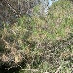 Casuarina cunninghamiana Leaf