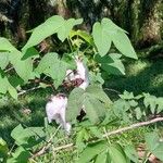 Gossypium arboreum Meyve