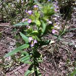 Collomia linearis Habitus