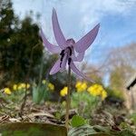 Erythronium japonicum 花