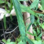 Caperonia castaneifolia Blatt