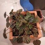 Peperomia albovittata Ліст