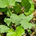 Hydrocotyle sibthorpioides Leaf