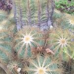 Parodia magnifica Ліст