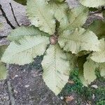 Quercus pontica Blatt