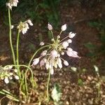Allium cernuum Kukka