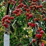 Malus baccata 果實