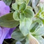 Petunia × atkinsiana Leaf