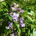 Delphinium staphisagria Blüte