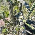 Praecereus euchlorus Habitus