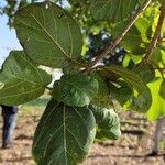 Ficus sycomorusFolha