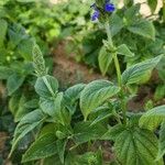 Salvia hispanica Агульны выгляд