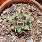 Coryphantha elephantidens Ліст