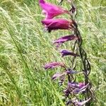 Gladiolus palustris Flor