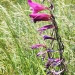 Gladiolus palustris Květ