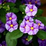 Lycianthes rantonnetii Fula