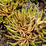 Diphasiastrum alpinum Ekosanga