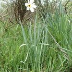 Narcissus poeticus Агульны выгляд