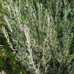 Lavandula stoechas Habitus
