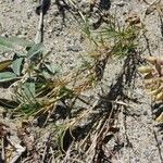 Distichlis spicata 整株植物