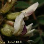 Astragalus australis Máis