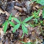 Cardamine concatenata 葉