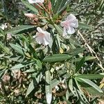 Nerium oleander Other