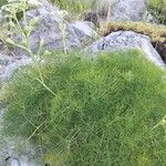 Seseli parnassicum Hoja