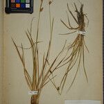 Carex hostiana Other