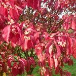 Euonymus carnosus Blatt