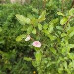 Eucryphia lucida Flor
