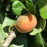 Garcinia livingstonei Fruit